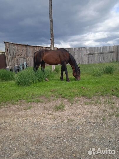 Продам жеребца