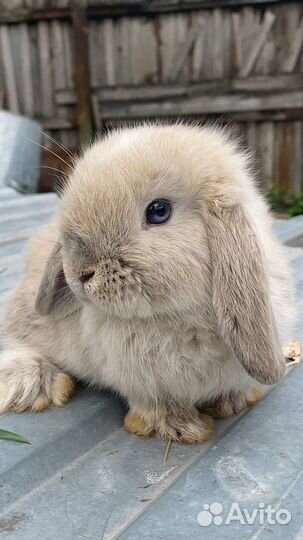 Декоративные кролики