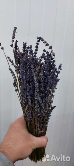 Лаванда сухоцвет