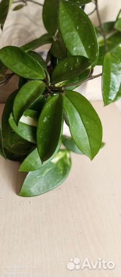 Хойя карноза