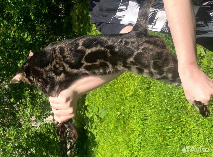 Бенгальский кот вязка