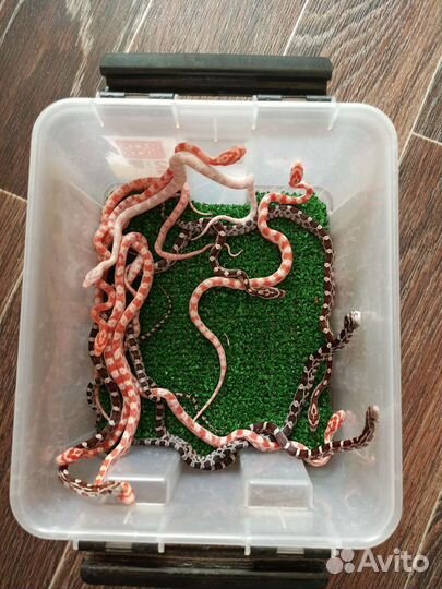 Змея маисовый полоз