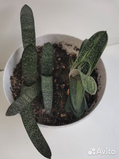 Алое / гастерия