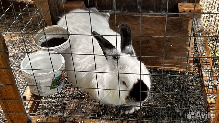 Калифорнийские кролики