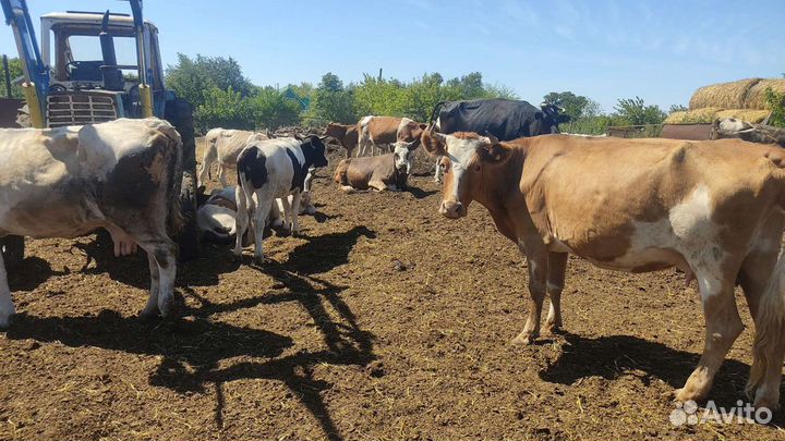 Коровы,быки,крс