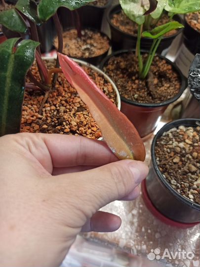 Филодендрон Биллитау Минт