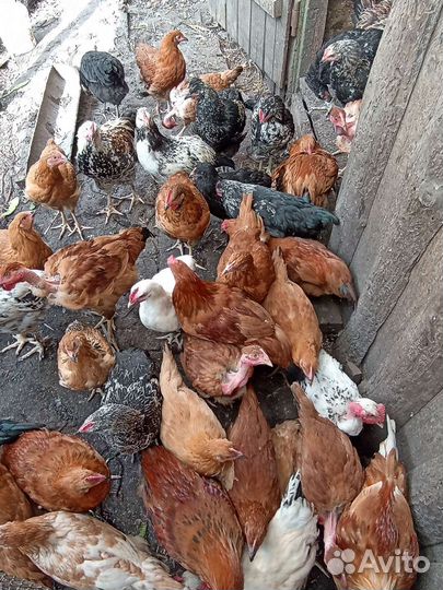 Молодые петушки