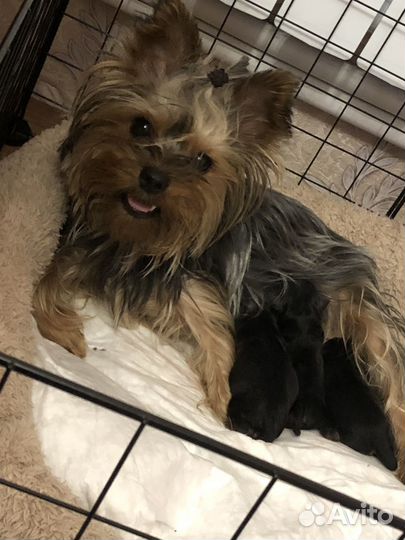 Йоркширский терьер