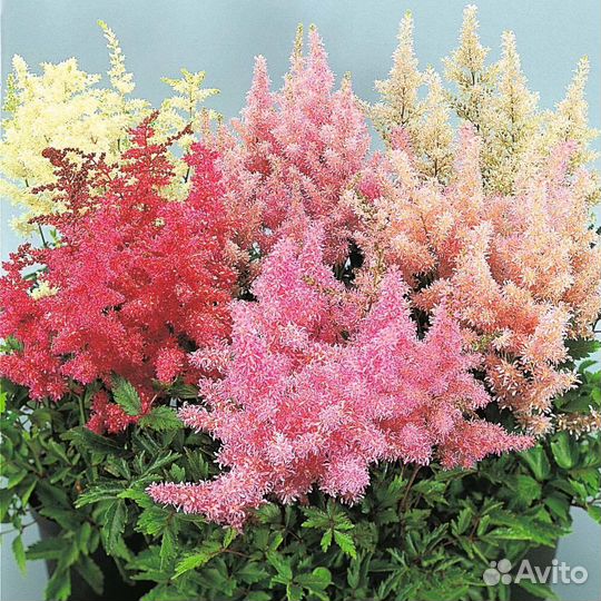 Астильба, хоста