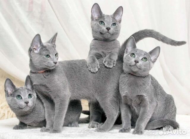 Котята русской голубой кошки объявление продам