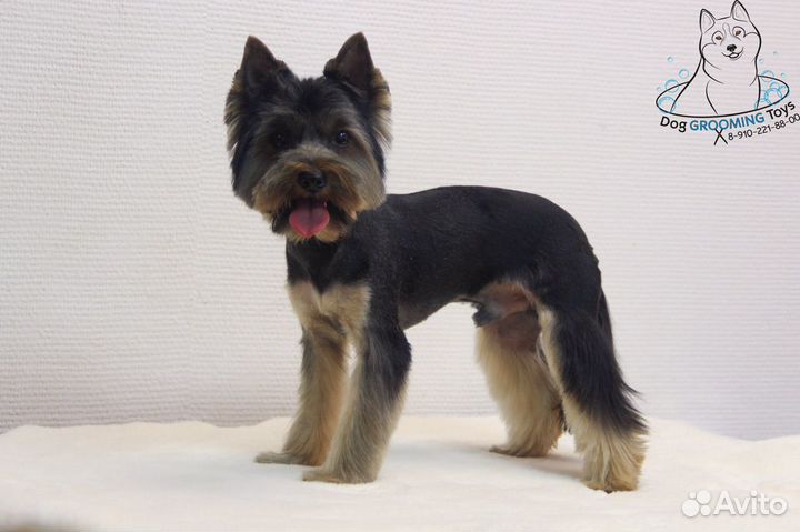 Груминг собак и кошек,экспресс линька. Стрижка