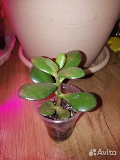 Суккуленты толстянка, хатиора, алоэ