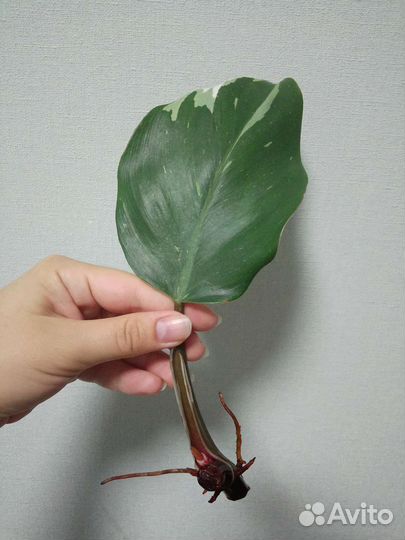 Филодендрон белый рыцарь