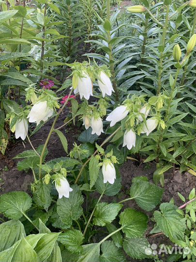 Многолетние цветы