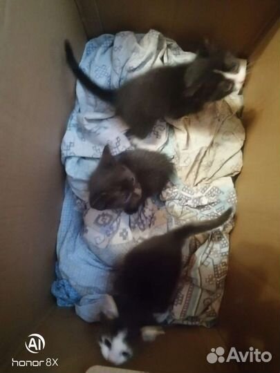 Котята в добрые руки