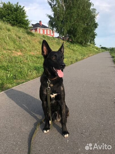 Щенок подросток