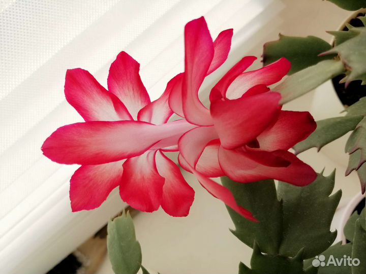 Декабрист гранатовый