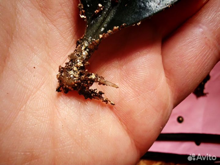 Замиокулькас черный равен