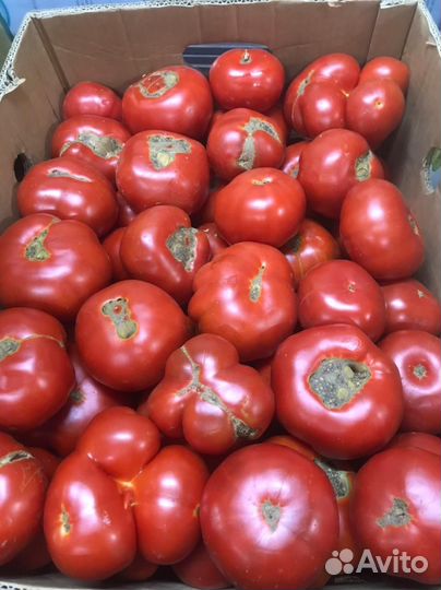Помидор