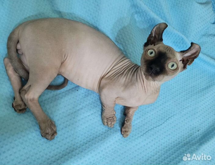 Микро Двэльф, Эльф