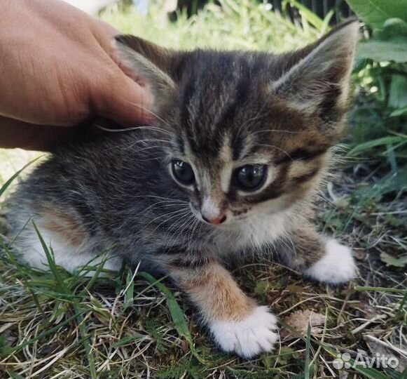 Котенок в добрые руки