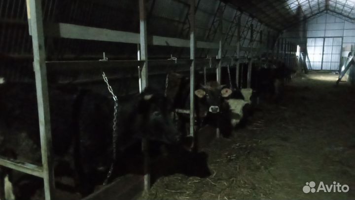 Коровы доянные