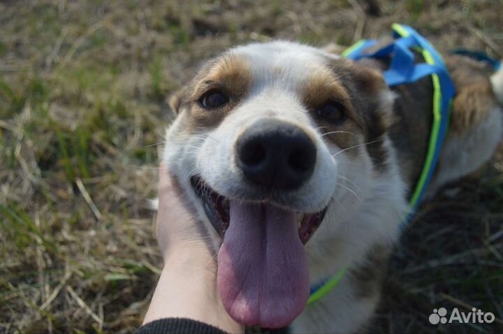 Красивая собака ищет дом