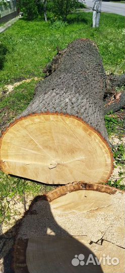 Продам ствол дуба