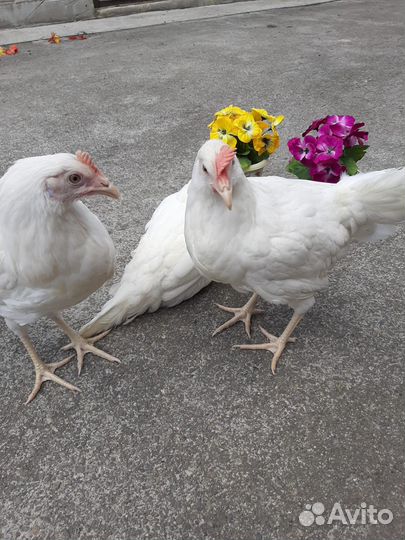 Куры домашние несушки молодые от 3-6 меес