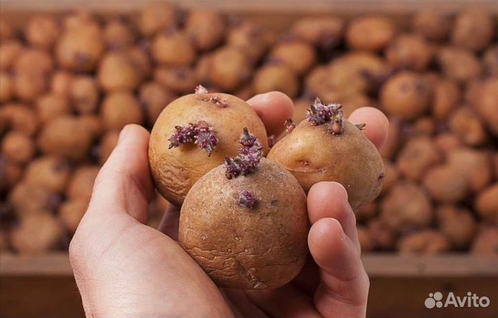 Семенной картофель