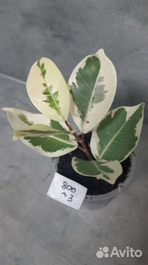 Фикус альбомаргината