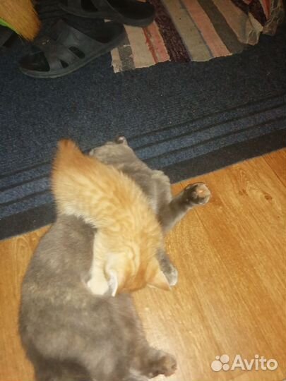Котик в дар бесплатно