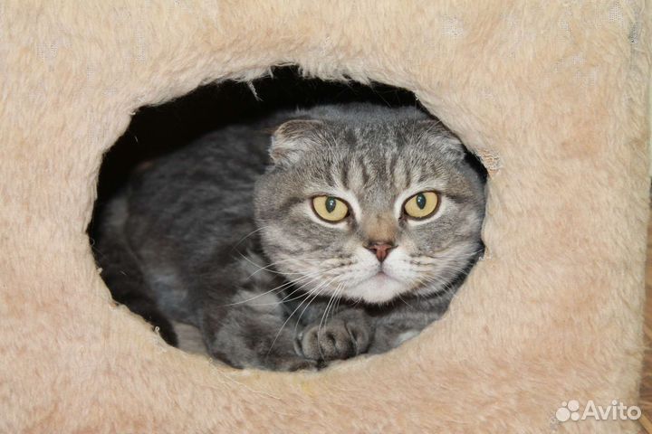 Шотландская вислоухая кошка бесплатно