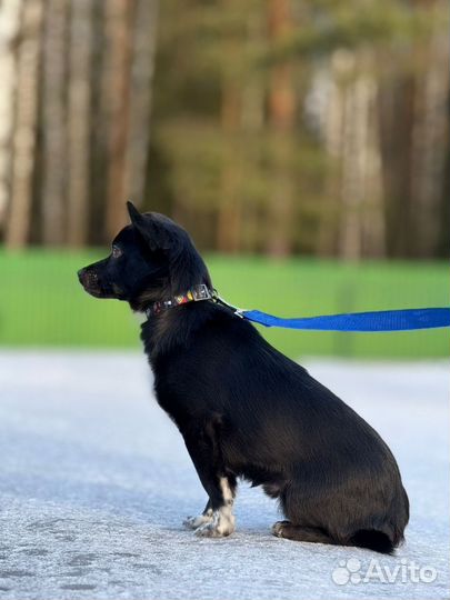 Маленькая собака в добрые руки