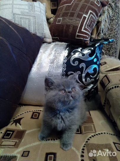 Котята персы