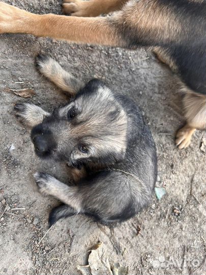 Щенки в добрые руки