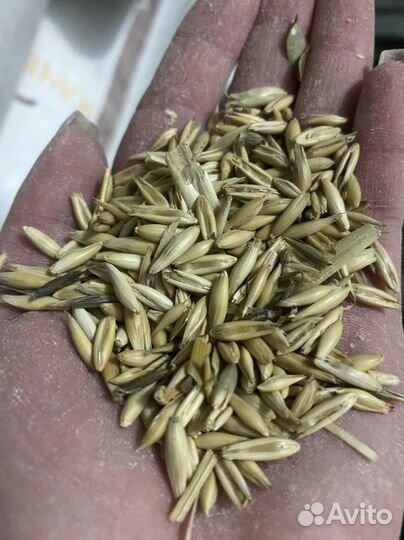 Овёс в мешках