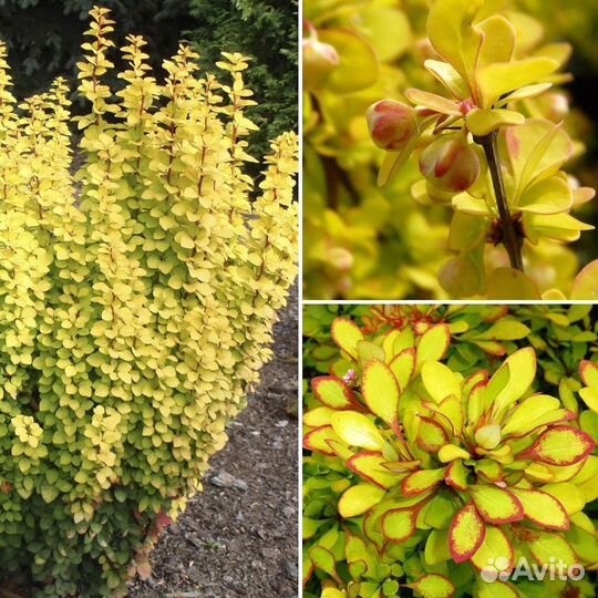 Барбарис Мария