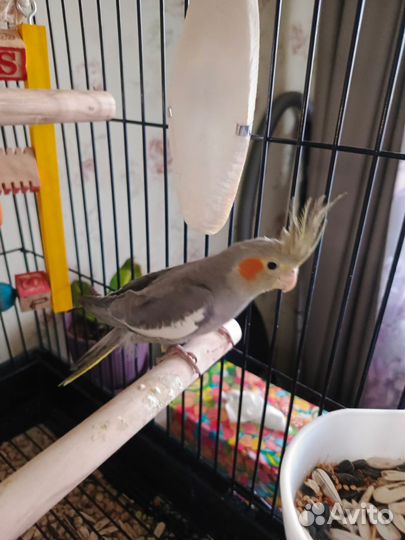 Попугай корелла с клеткой