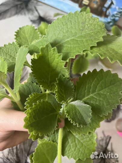 Мята крупнолистовая