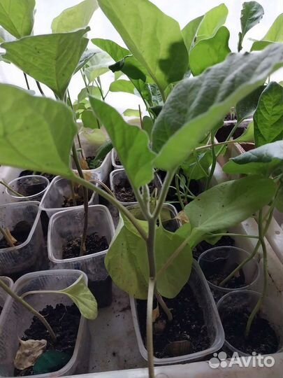 Рассада баклажан