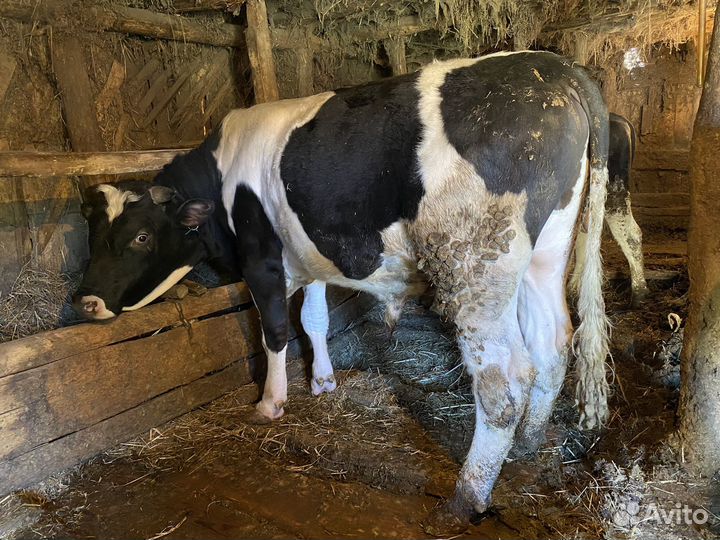 Крупно рогатый скот