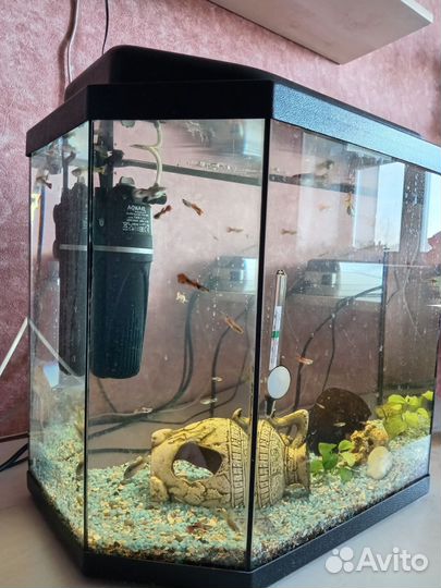 Аквариум с рыбками