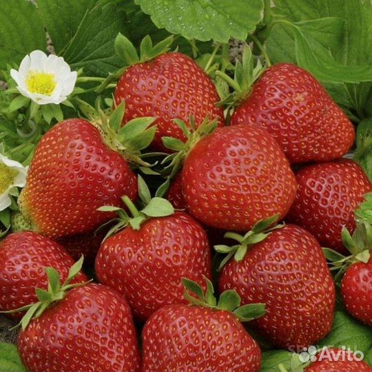 Тибетская малина. Клубника фестивальная Чернослив