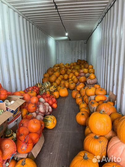 Тыква декоративная