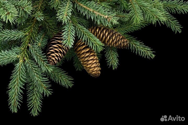 Пихтовый лапник и венник,в розницу Отправка ТК