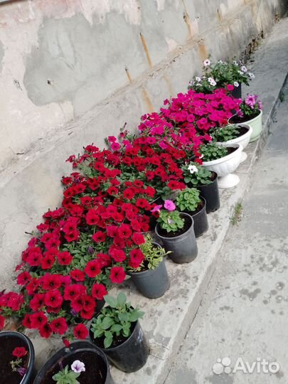 Петуния тайдал