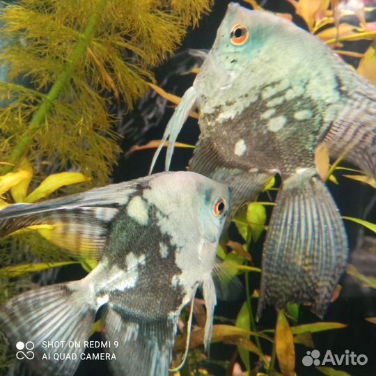 Аквариумные рыбки