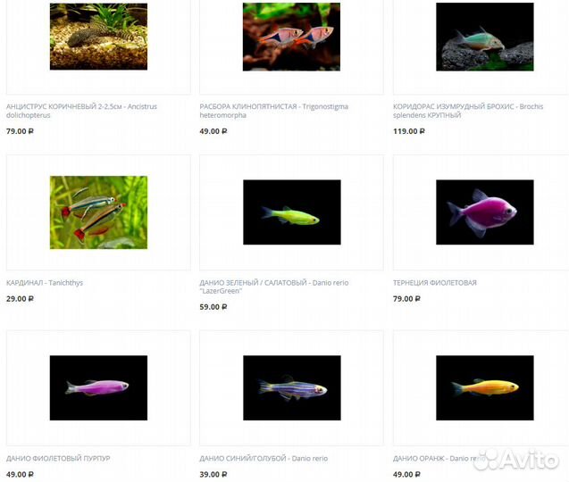 Рыбки для аквариума, растения, улитки, креветки
