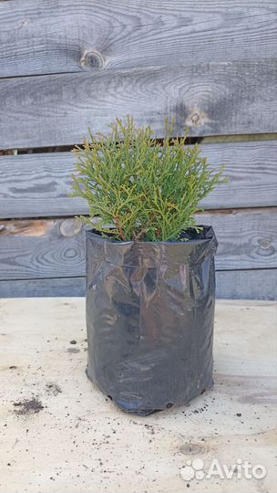 Туи шаровидные